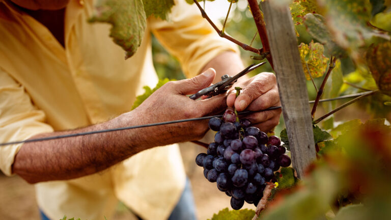 yarra valley labour hire hero