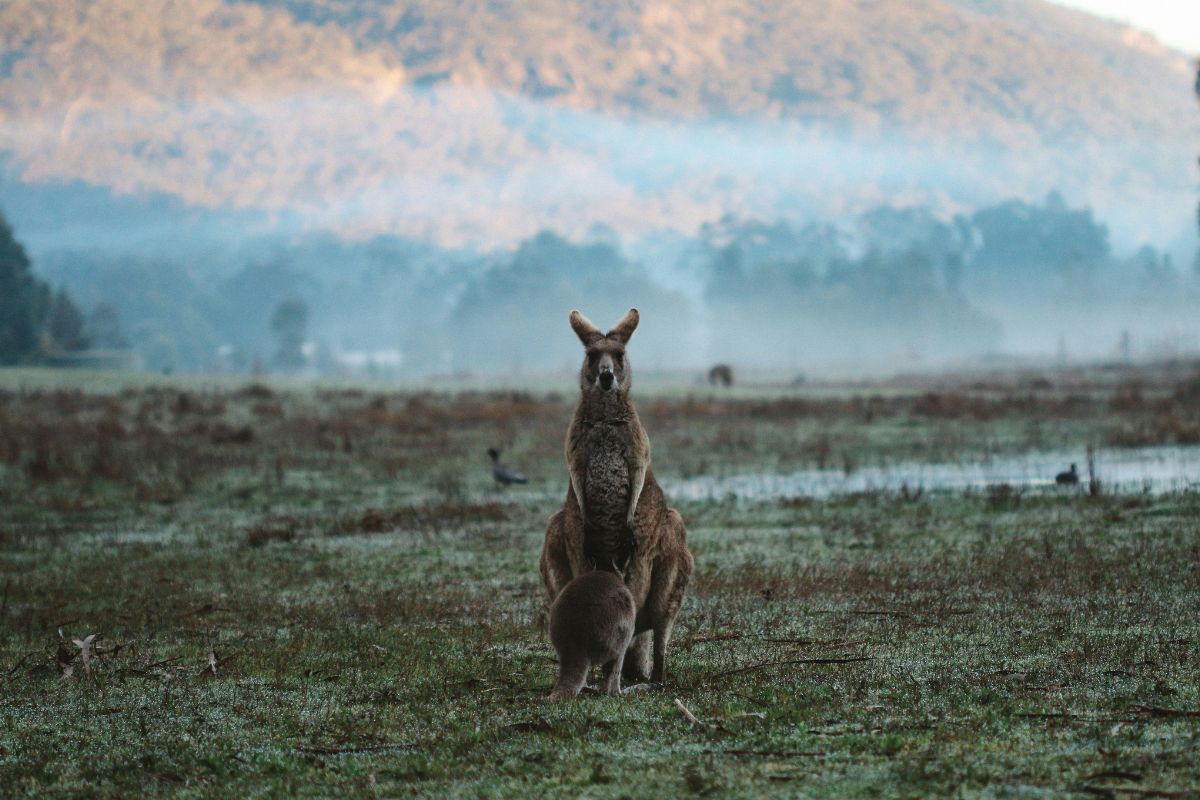 Kangaroo and joey in a misty paddock at sunrise near Halls Gap in the Grampians
