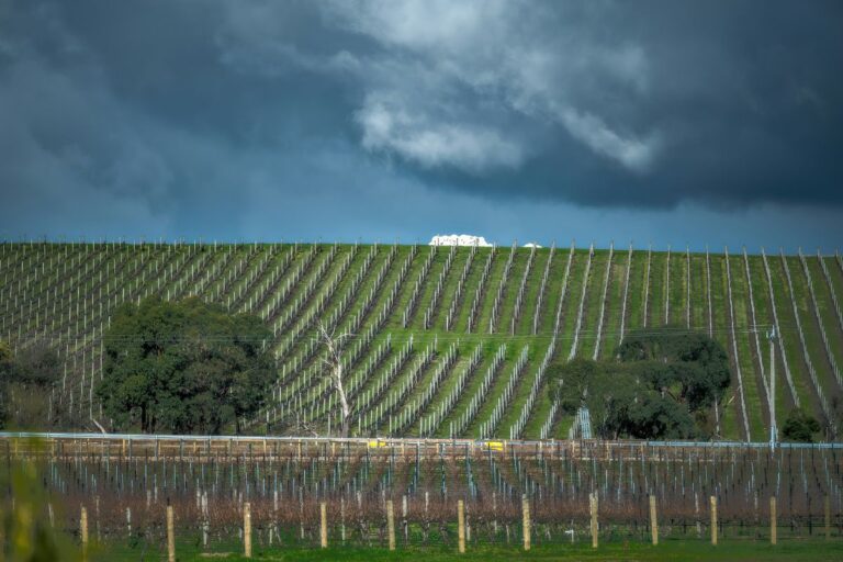Vineyard rows near Healesville in the Yarra Valley under a stormy winter sky
