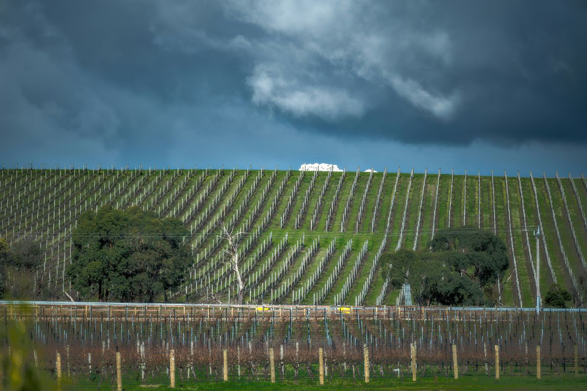 Vineyard rows near Healesville in the Yarra Valley under a stormy winter sky